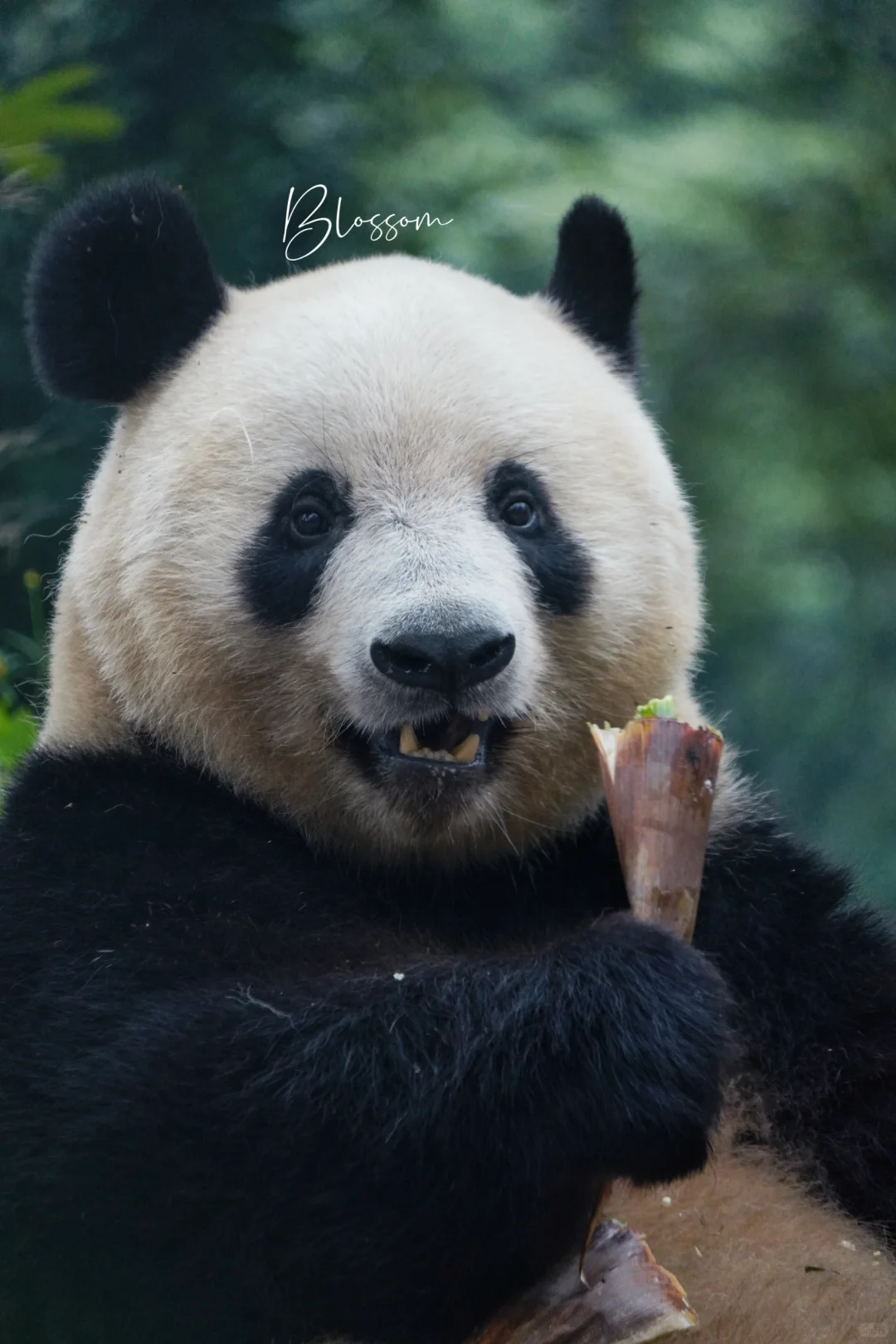 240830 貌美的香香