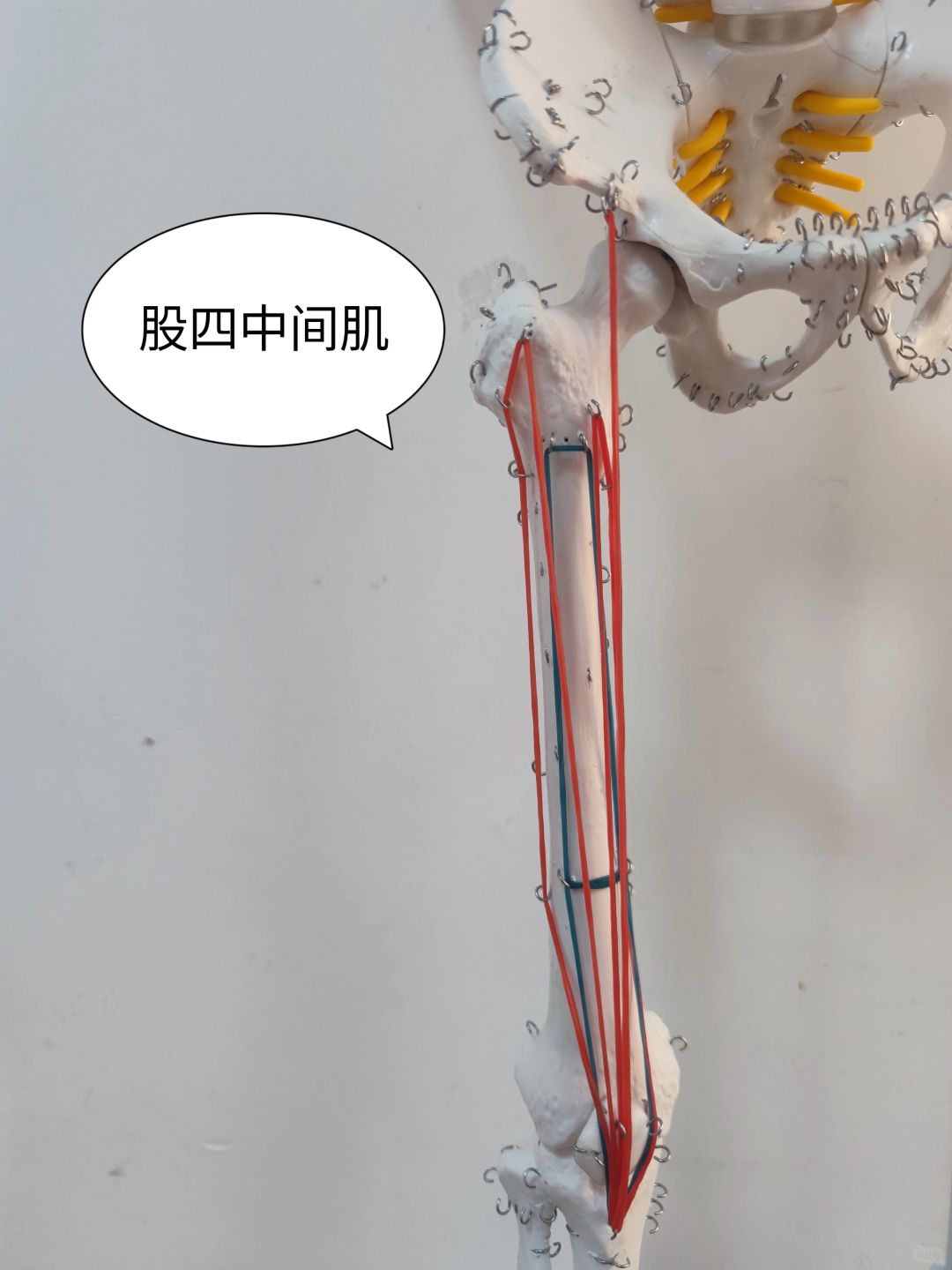 股四头肌——股中间肌