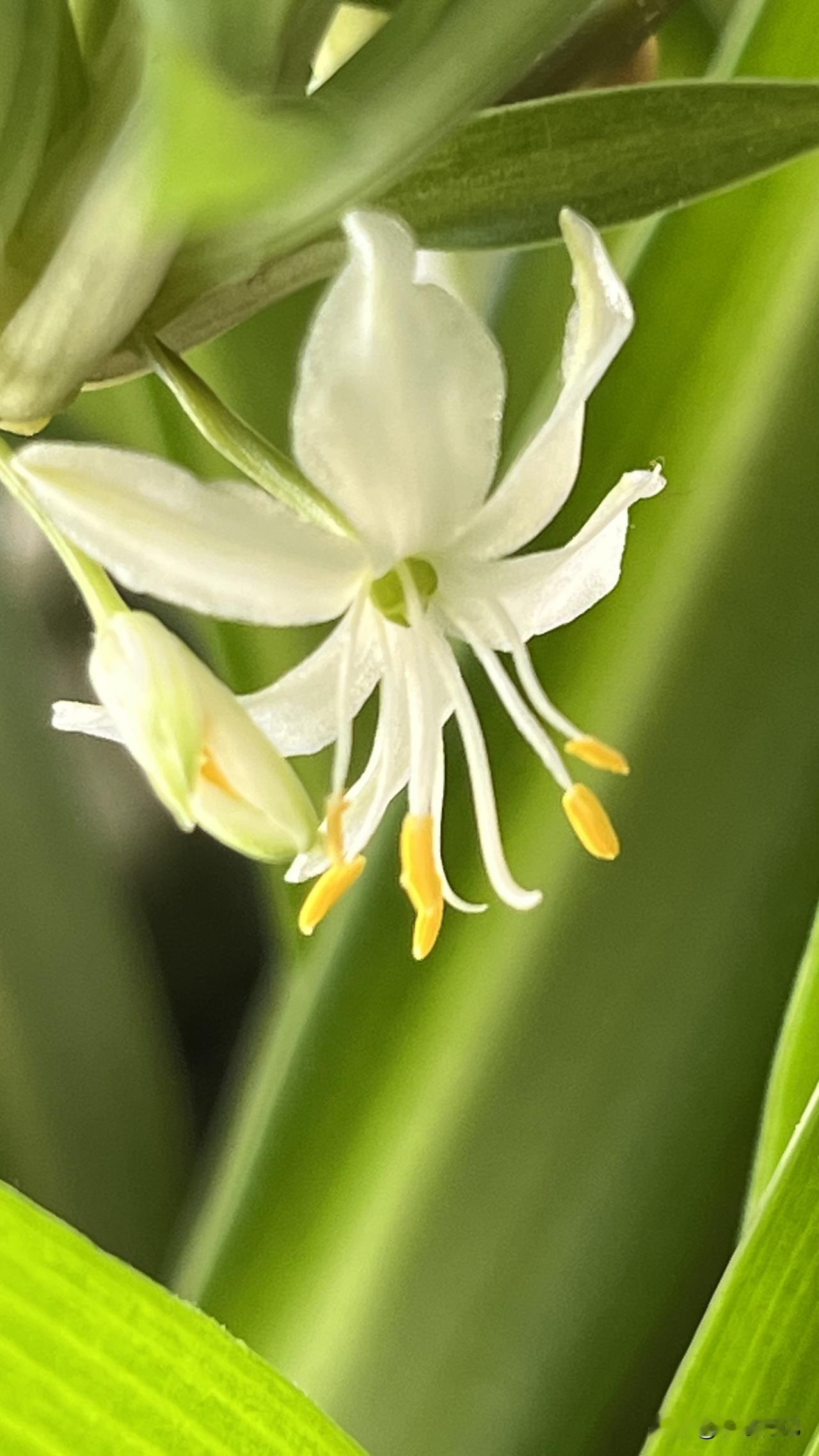冬日生活打卡季花朵虽小却精致！