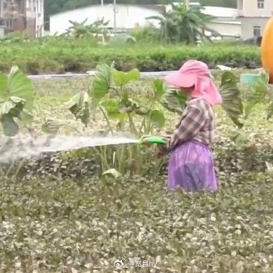 洪水渐退广西花农下田清洗茉莉花勤劳勇敢的这个人 西安·华严寺