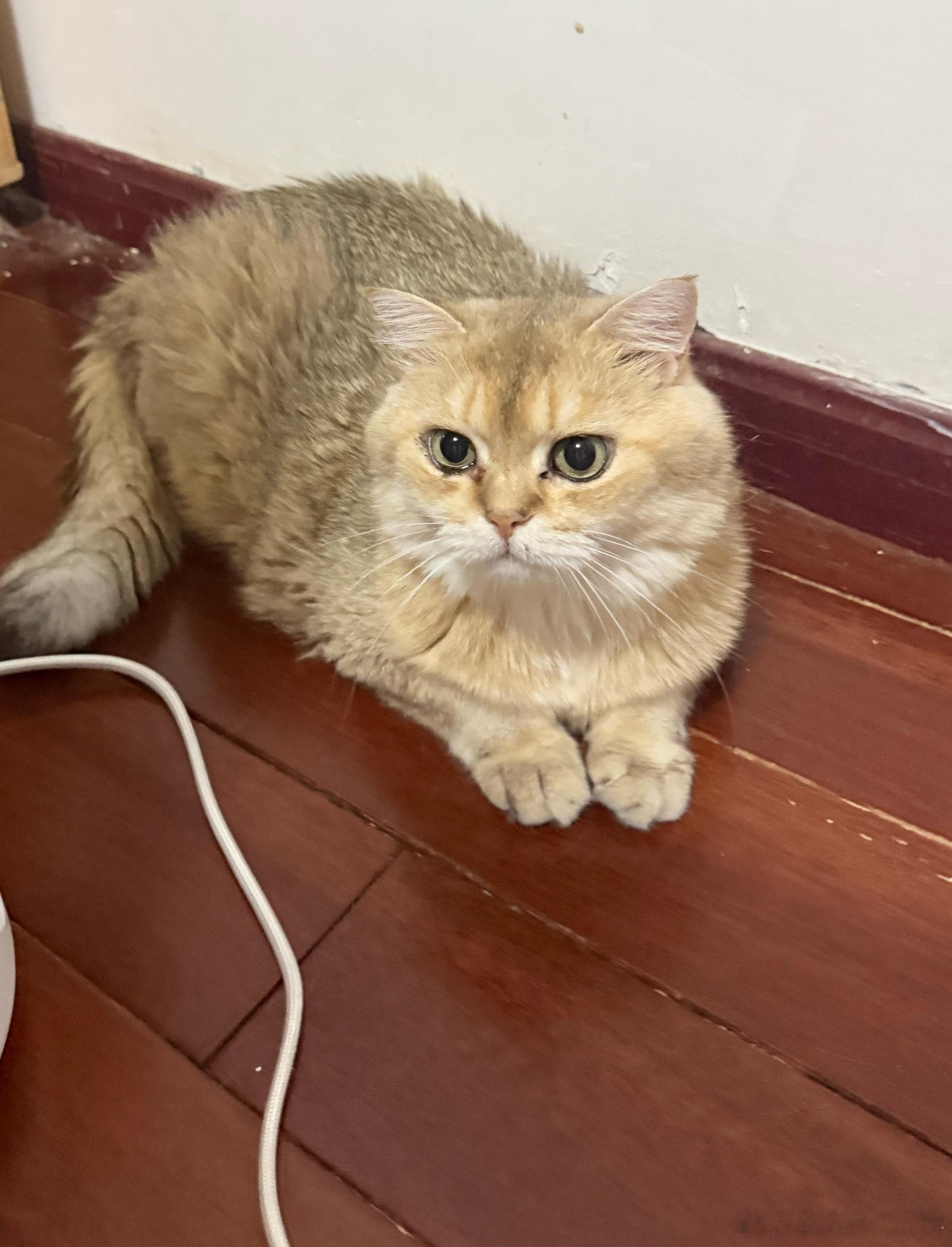 金克拉眼含热泪？萌宠猫咪
