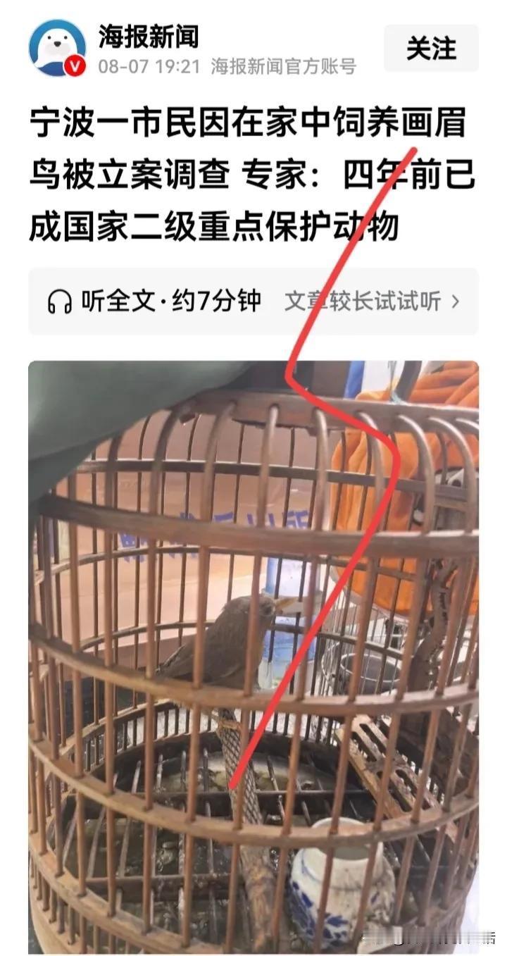 这个还真的是一个冷知识。
我记得过去有很多老北京人家里养这个画眉鸟。
现在竟然因