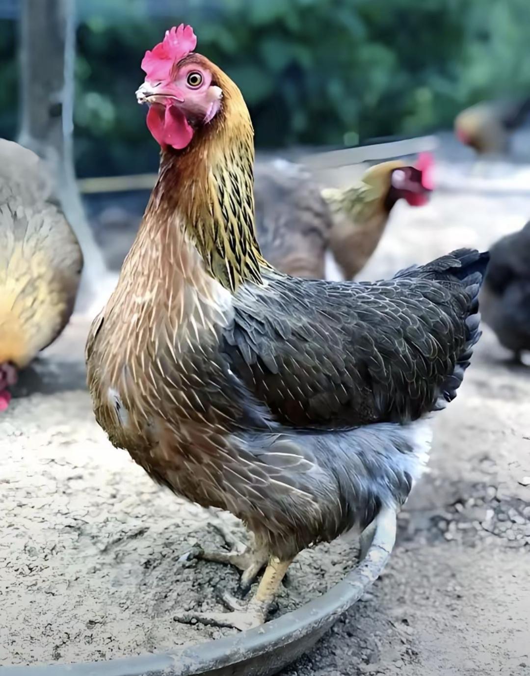 农村里养鸡鸭的人都发现个事儿：鸭子要是两天没饭吃，就耷拉着脑袋乱叫，跟要死似的。