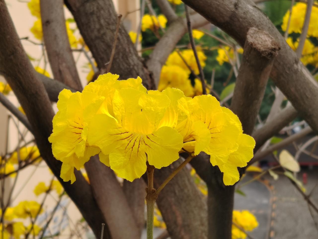 枝头无叶，满缀金黄，黄花风铃以最热烈的姿态，赴一场春日的浪漫之约，把春天的温柔与