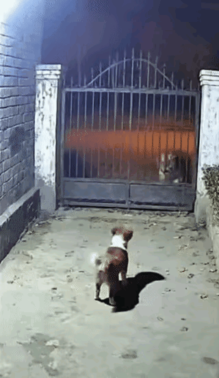 别信狸花猫能硬刚老虎！但说它是“家庭守护神”，那绝对没吹牛。
 
       