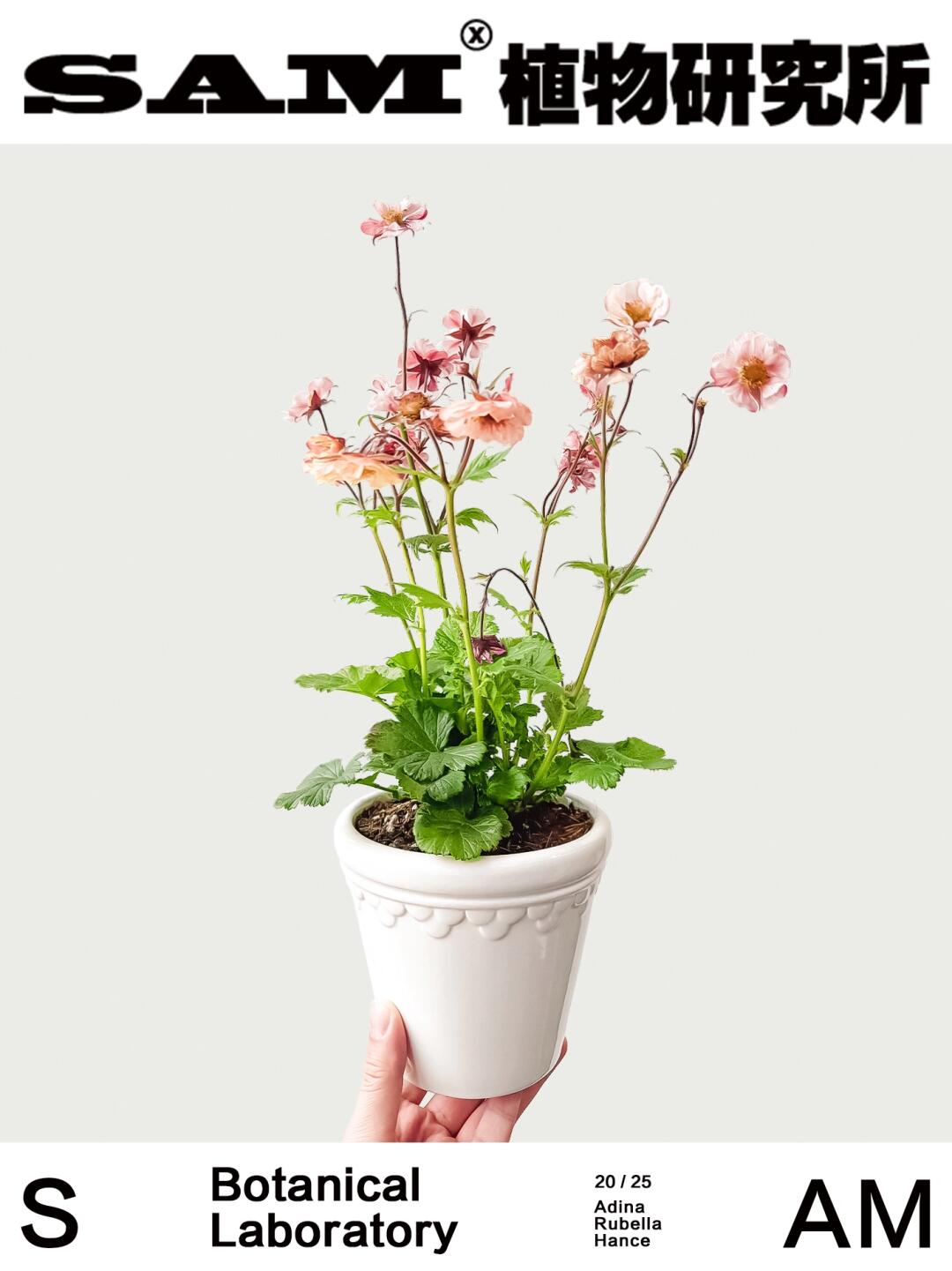 水杨梅｜Geum Triflorum