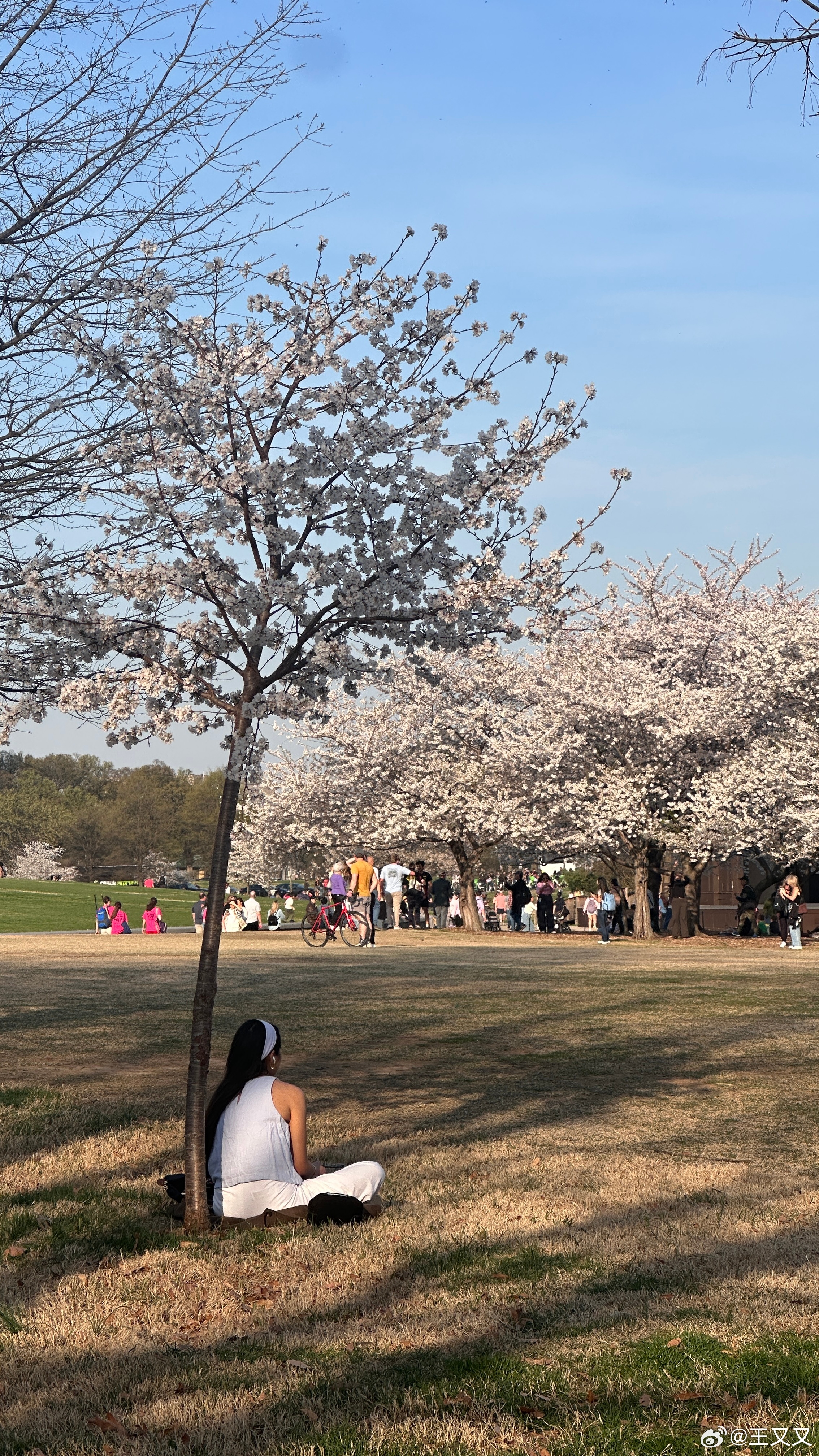抗炎饮食day155✅冬天终于结束了早午饭：芦笋炒口蘑、煎鸡蛋、烤红薯、焙茶椰奶