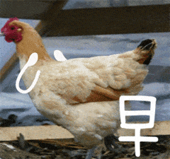 #每天一条冷知识# 常被烤熟出现在感恩节的美洲火鸡属于鸡形目吐绶鸡科，与亚洲起源