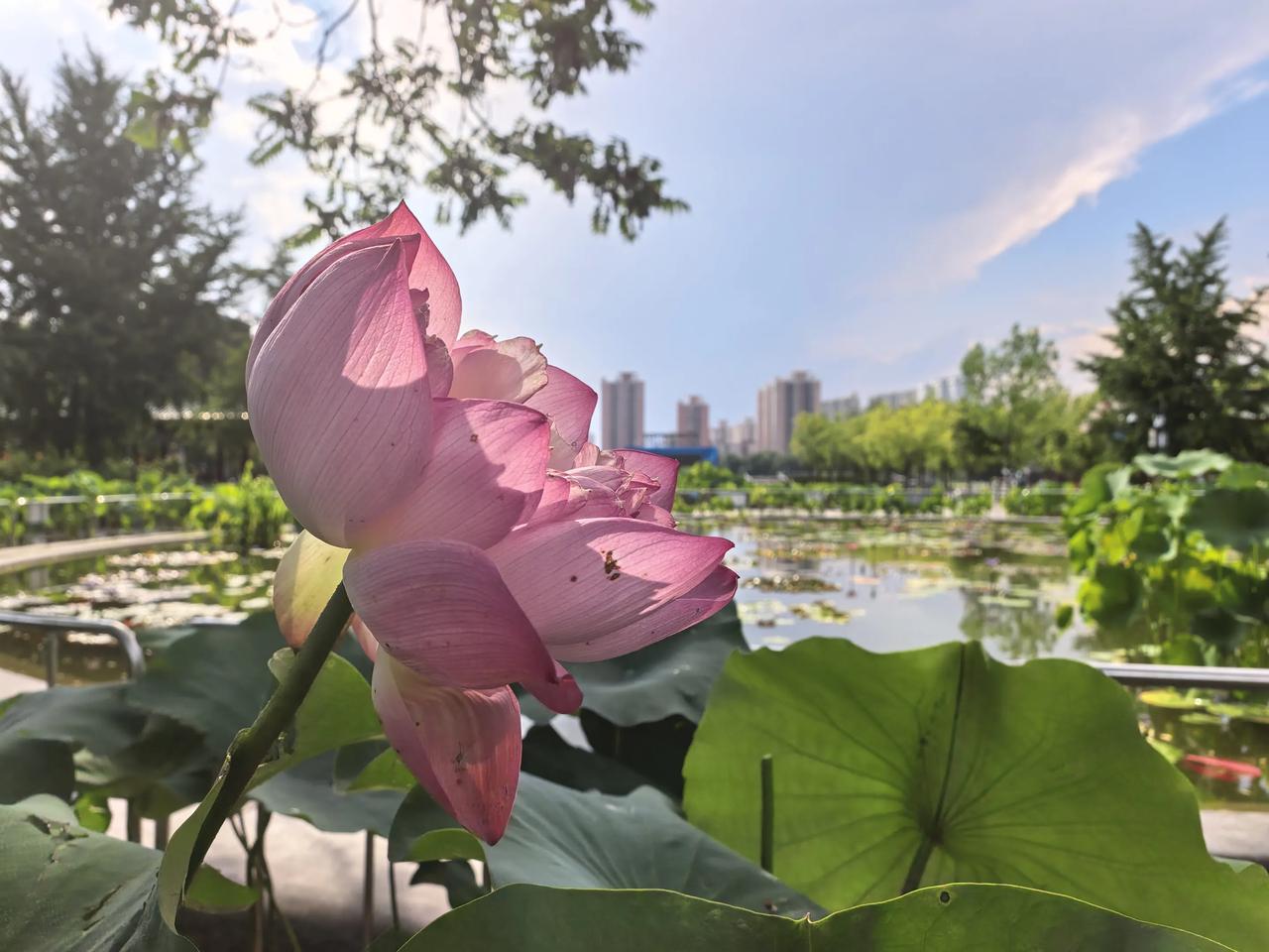 北京：公园荷花盛开美不胜收上周去北京莲花池公园拍的荷花，手机直接拍的，门口就这么