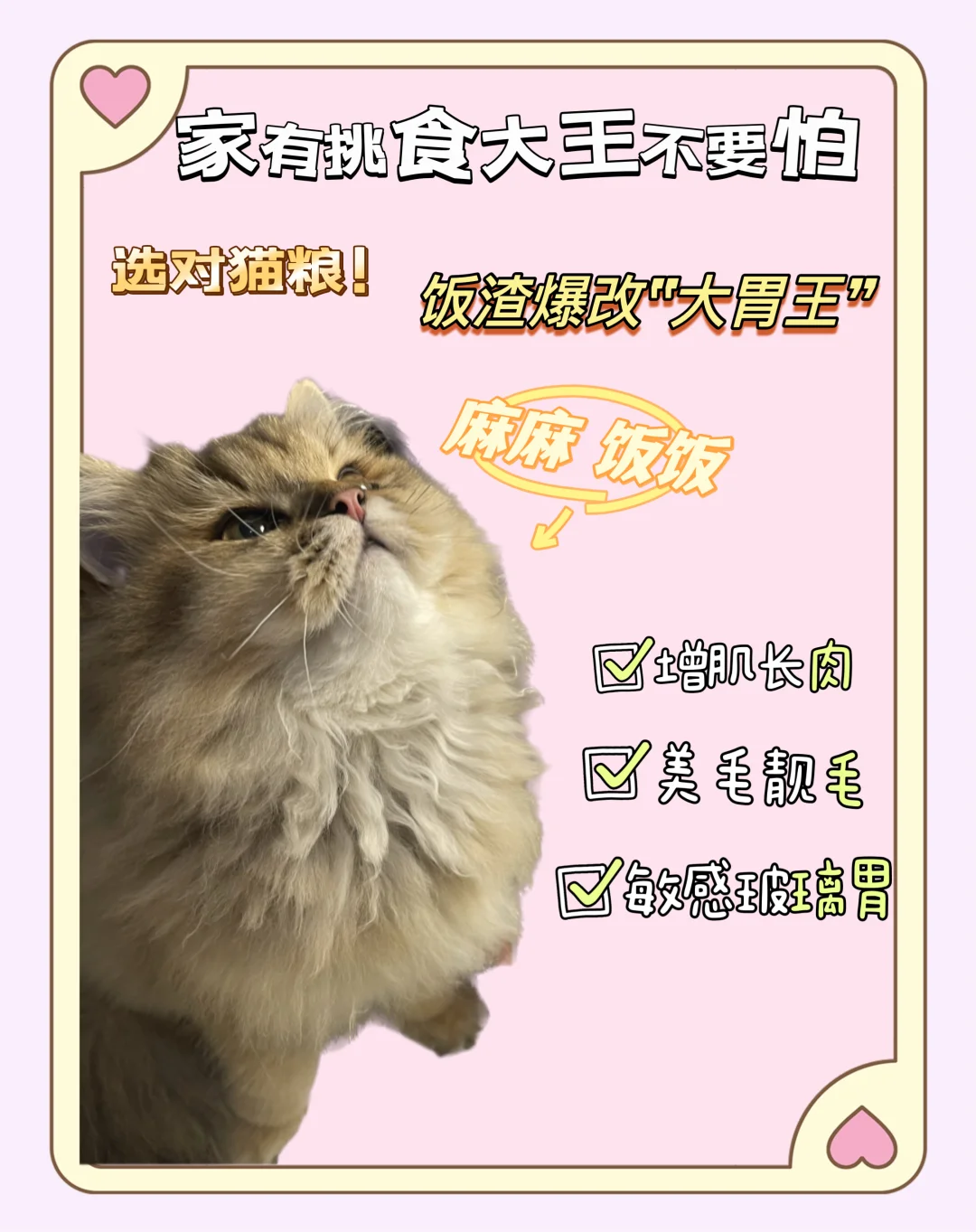 选对猫粮！轻松拿捏挑食小猫