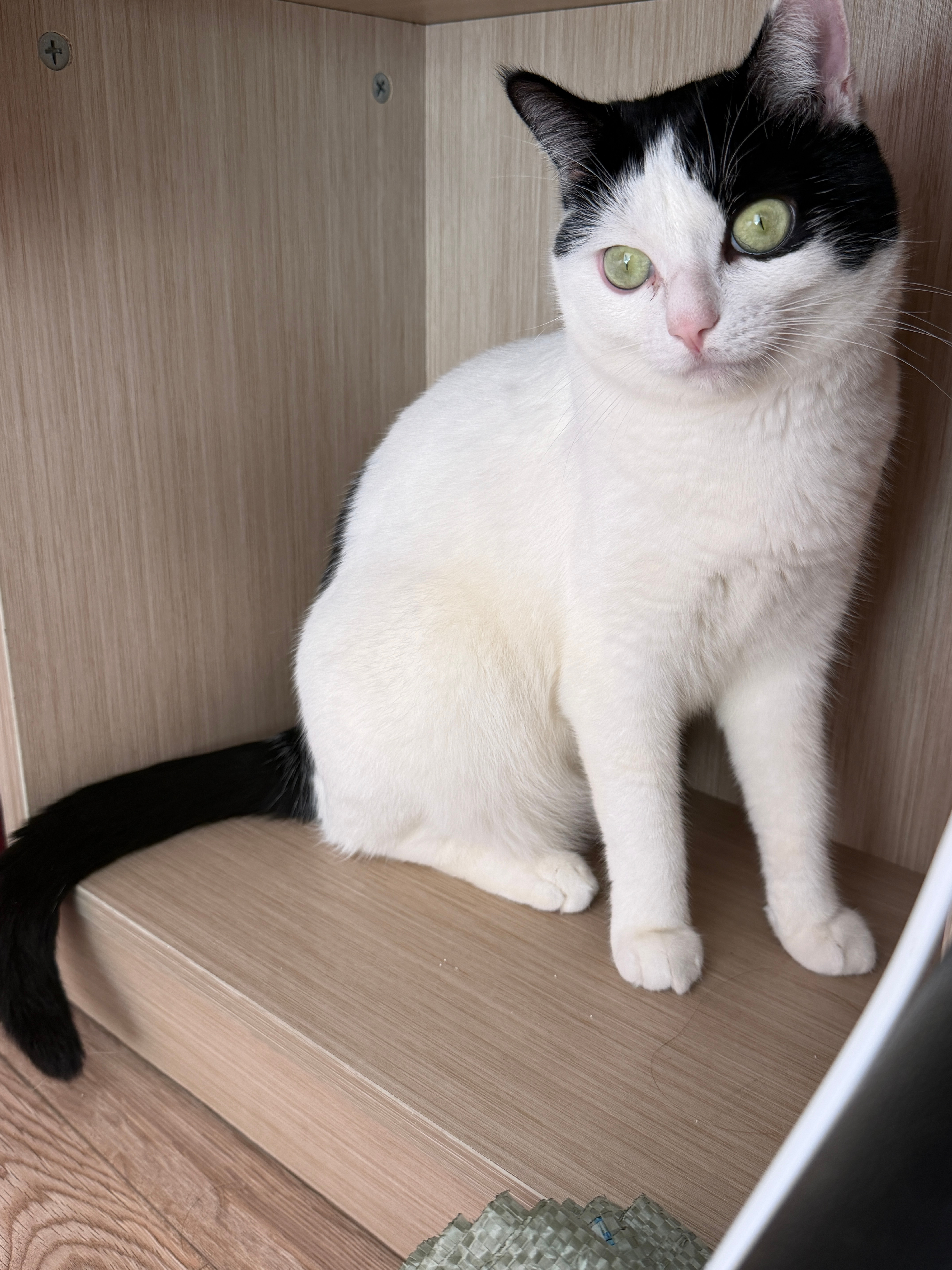 我的大咪真可爱[奶牛猫][奶牛猫][奶牛猫][奶牛猫] ​​​