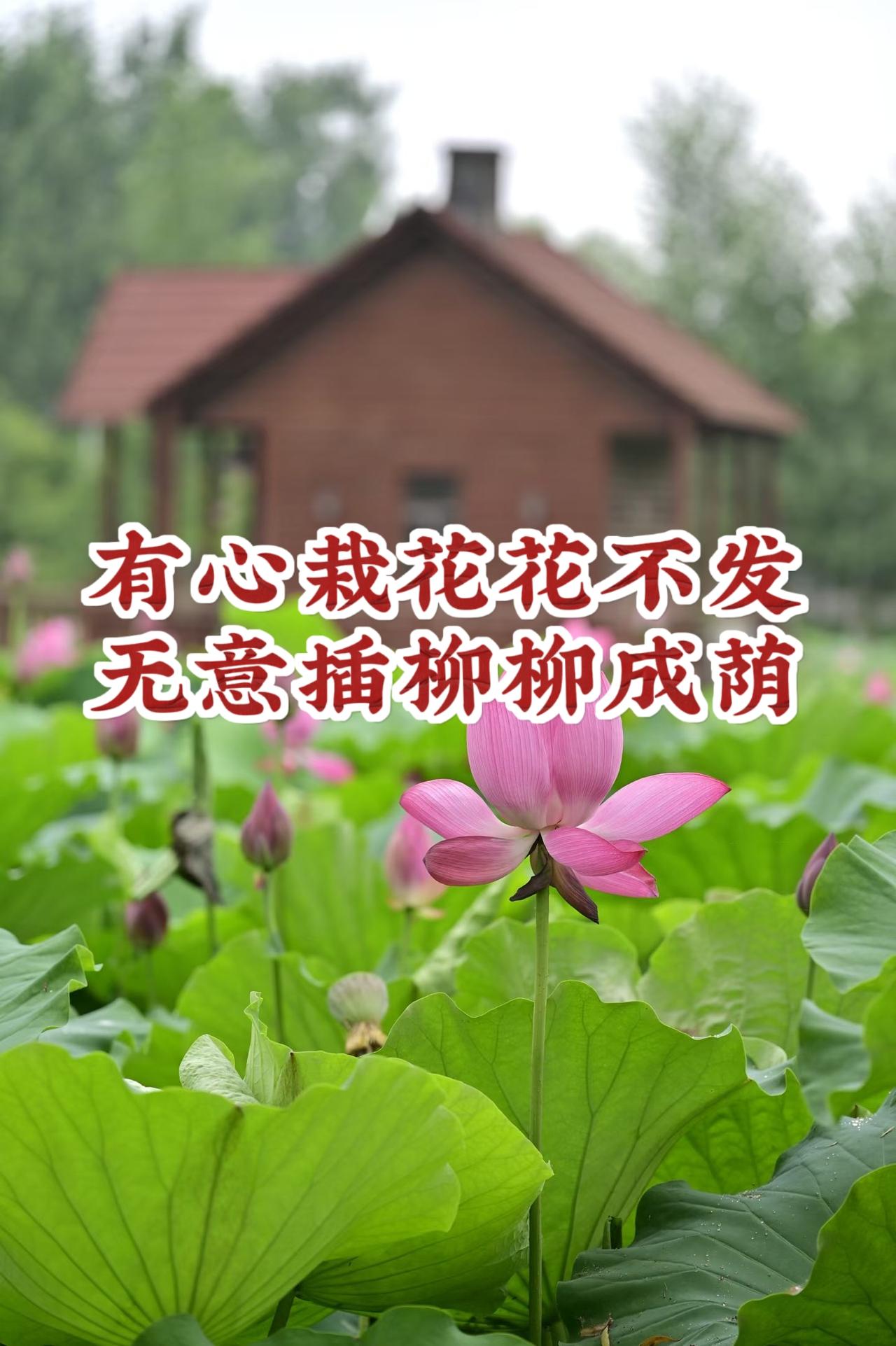 下联：无意插柳柳成荫！
我想了三个小时才想出来，脑细胞都累着了好几个！ 友友请邀