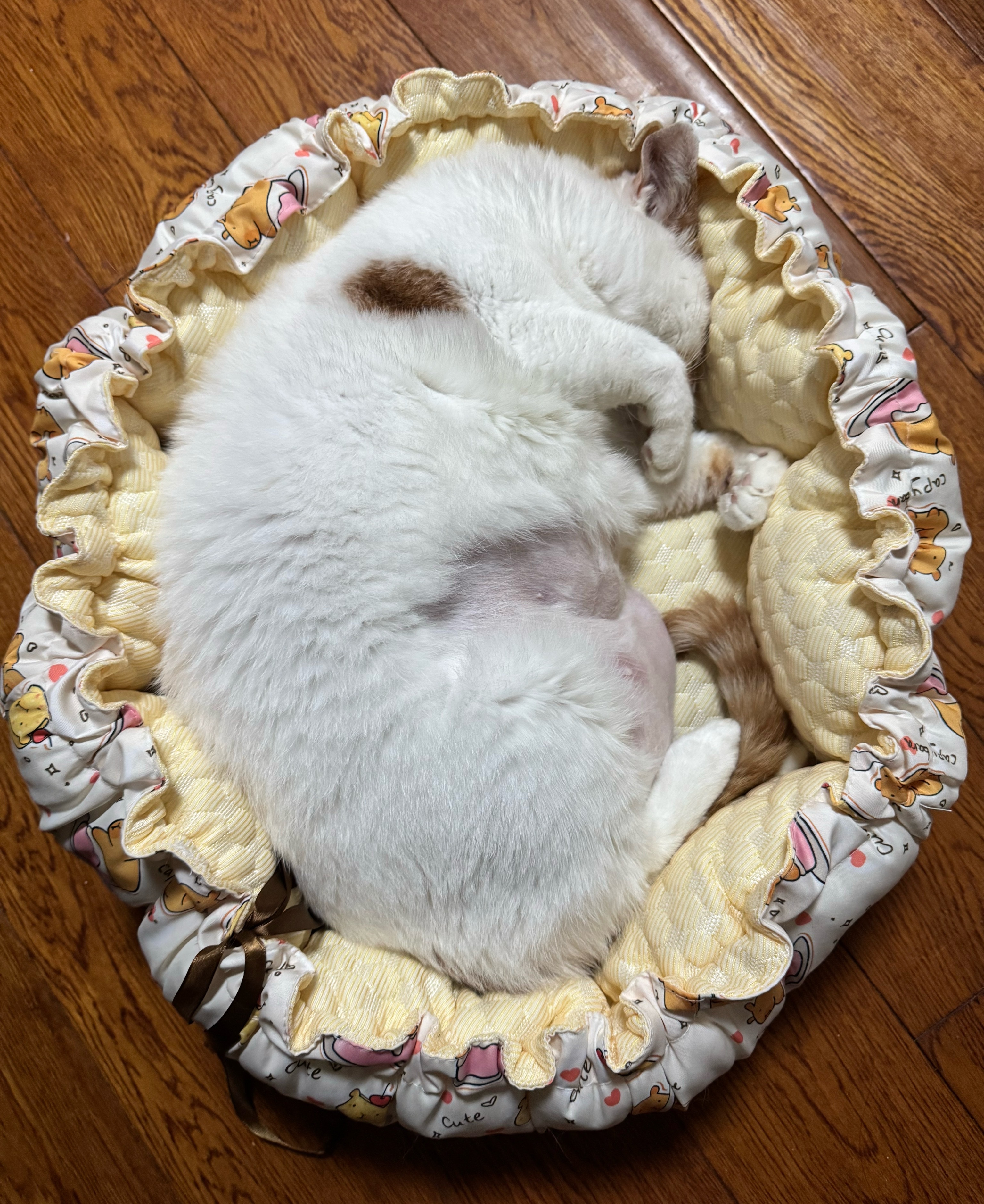 猪在睡觉 ​​​