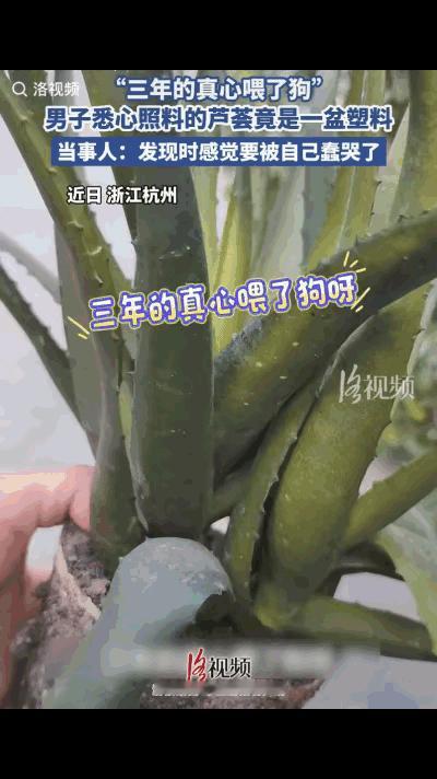 笑死了！浙江杭州，一男子养了一盒芦荟浇水时发现花盆坏了，就想着换一个，不料，把芦