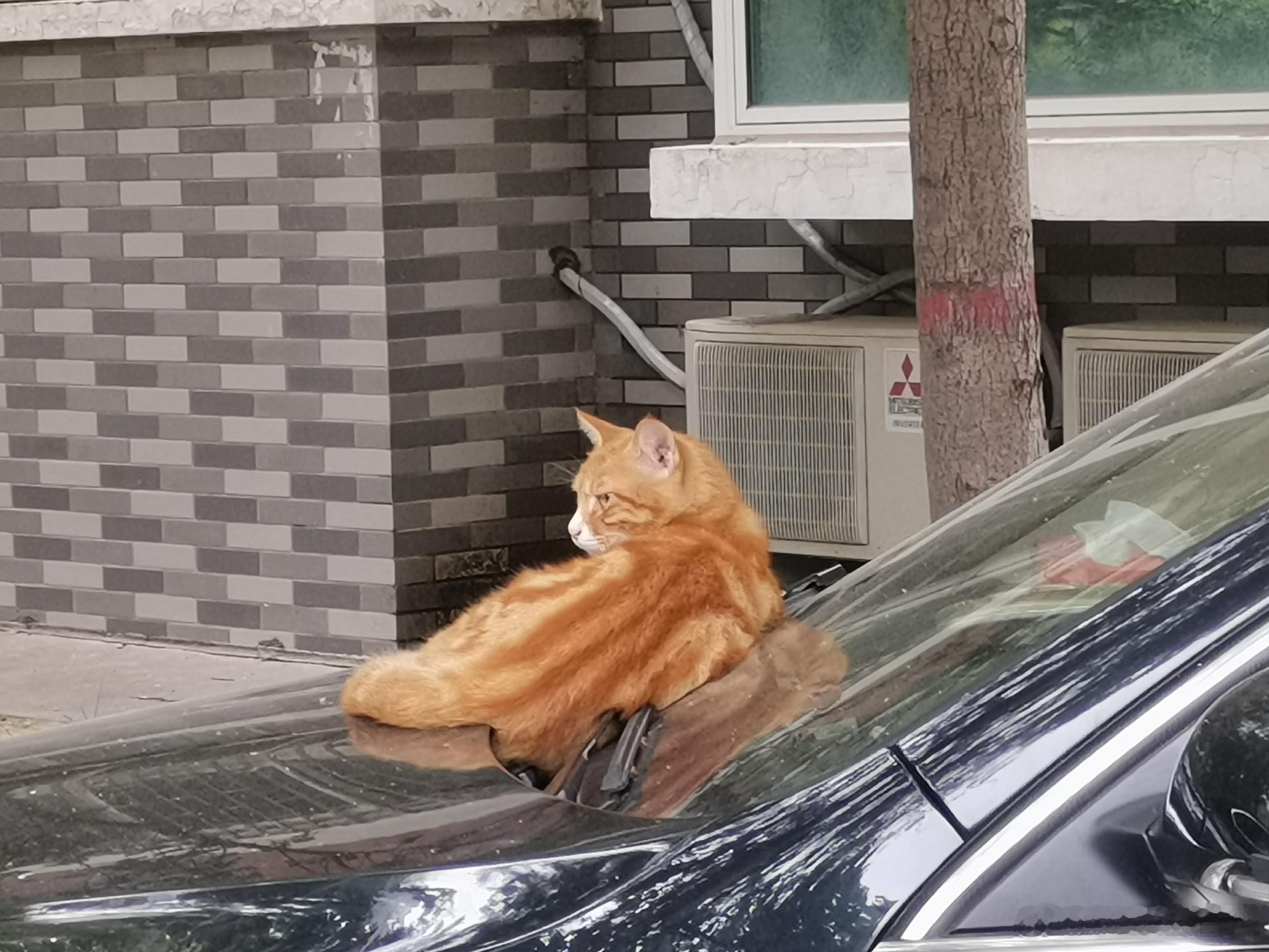 漂亮的大橘[喵喵]#橘猫# ​​​