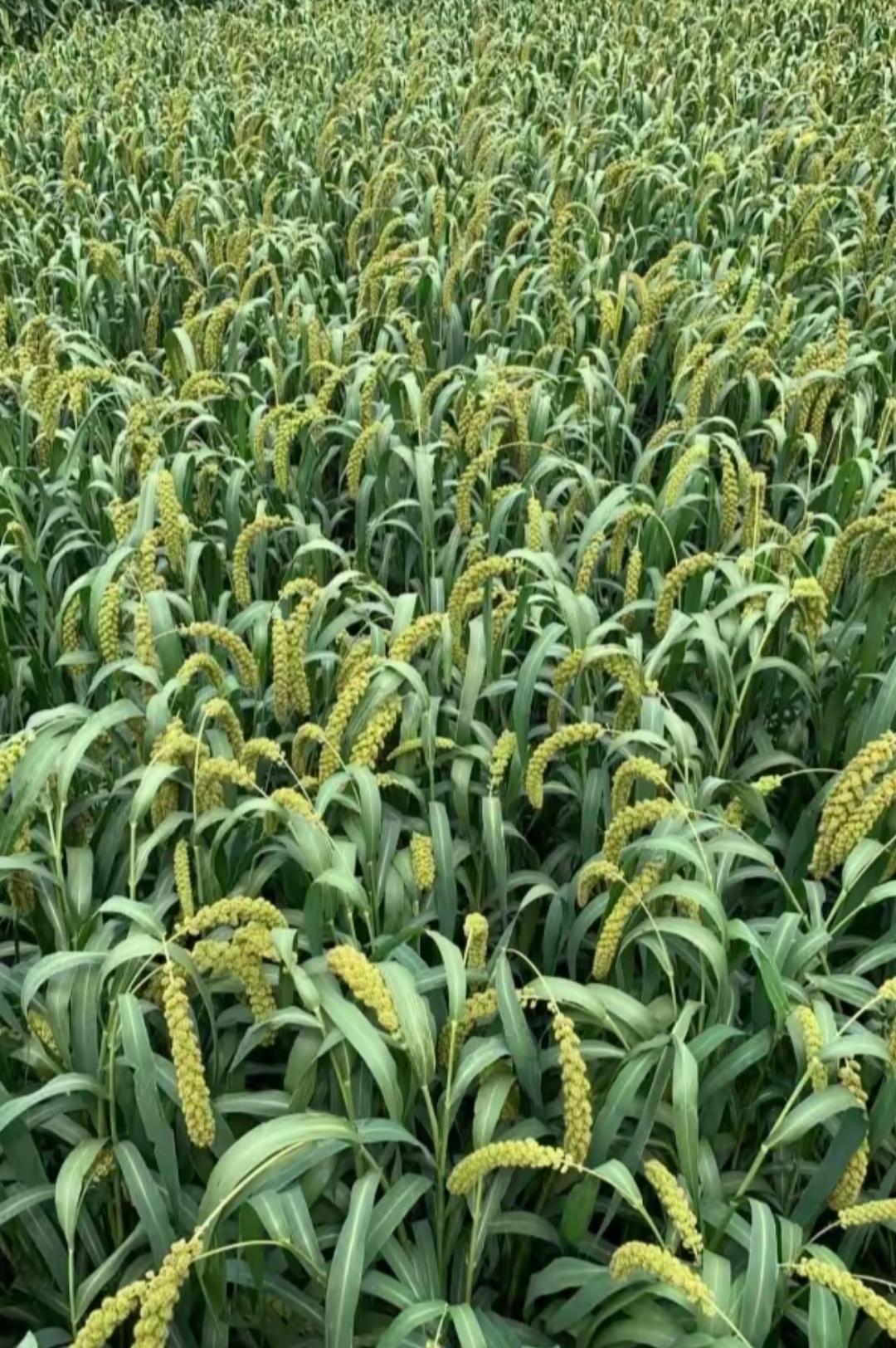 金黄麦浪，丰收在望！🌾这是高粱吗？有人知道吗？一片绿油油。
