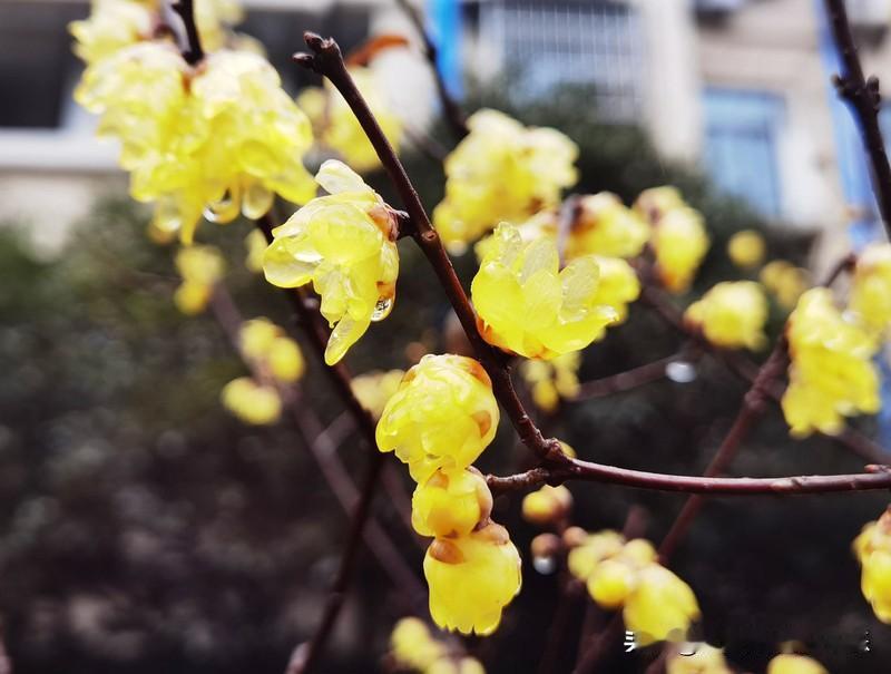 今天是1月20日,星期二，早安！今日大寒，也是二十四节气的最后一个节气。岁末大寒