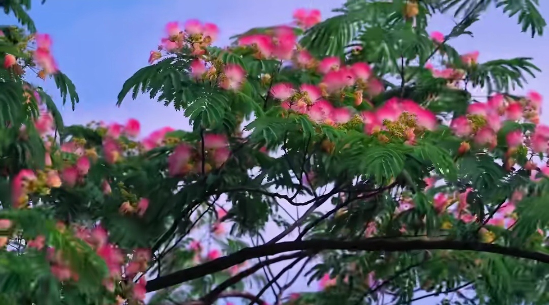 中医式生活 合欢花开了，走在树下，香气扑鼻。李时珍说，合欢花，主安五脏，和心志，