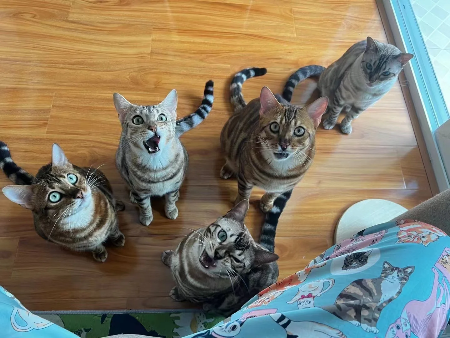 猫条召唤神兽