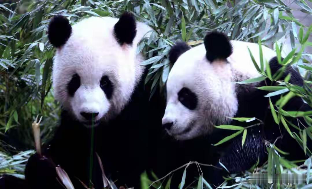 警惕狼子野心，日本人惦记台湾的大熊猫了
日本人想大熊猫想疯了。中国租给日本的大熊