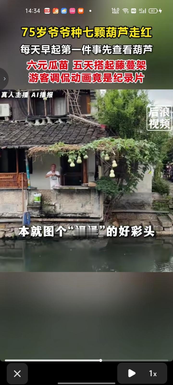 8月28日，浙江绍兴。多位网友发视频称，75岁爷爷在棚架下挂着七只青葫芦，风一吹