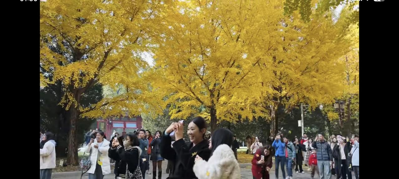 从来银杏不负秋，又是一年叶黄时。‌秋风轻抚过，银杏摇曳生姿，时光且慢，我与美好并