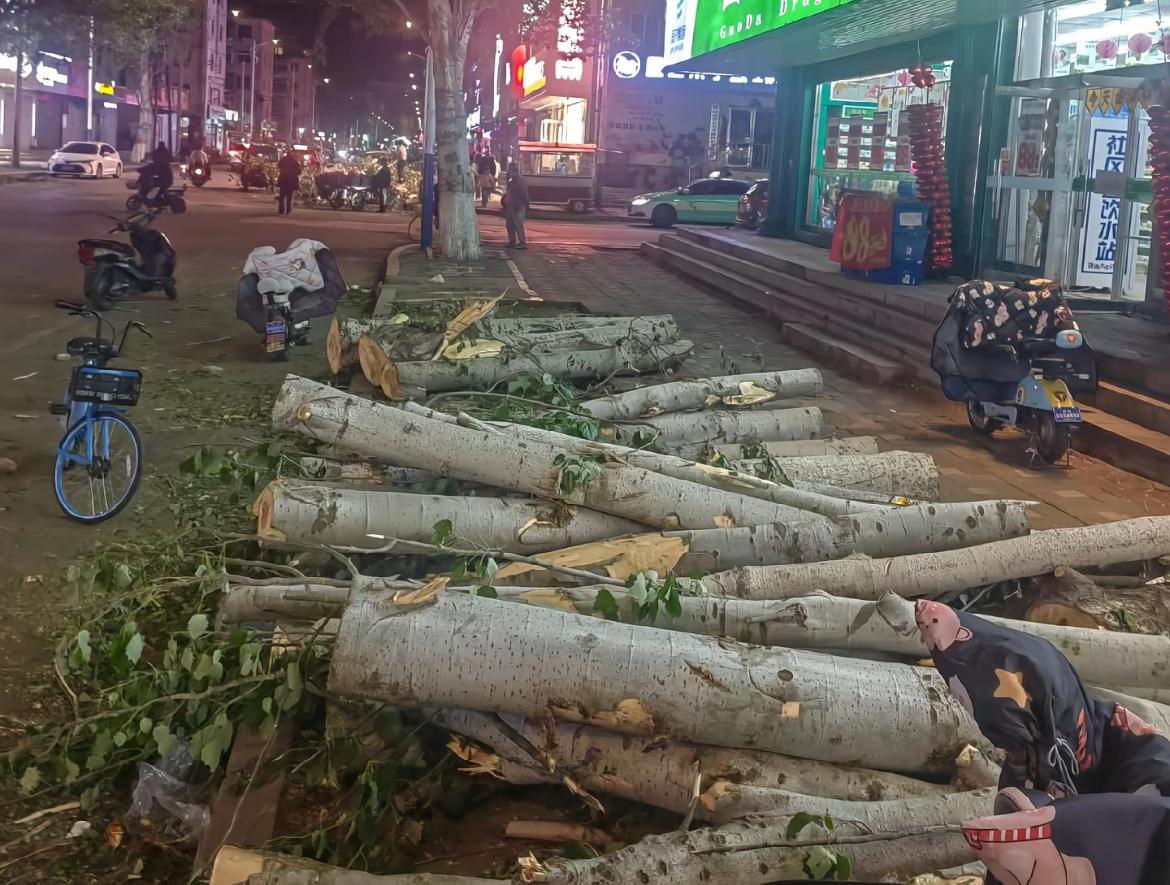 有些地方开始砍杨树了…

网上看到好几个视频，说是辽宁省朝阳市正在成批的砍伐杨树