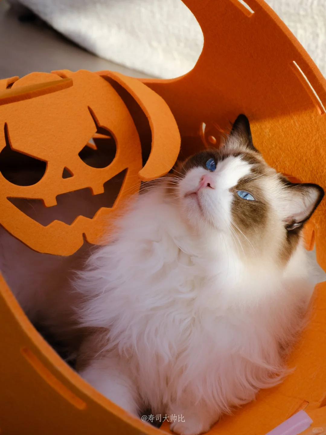 拥有游戏毯的小猫 在家也能拥有乐园