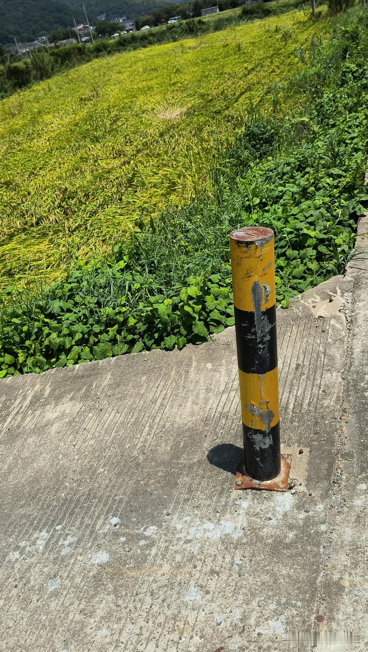 台风巴威过后的宁波稻田，水稻都成排的倒了。
这样会不会影响产量？台风过后的水灾
