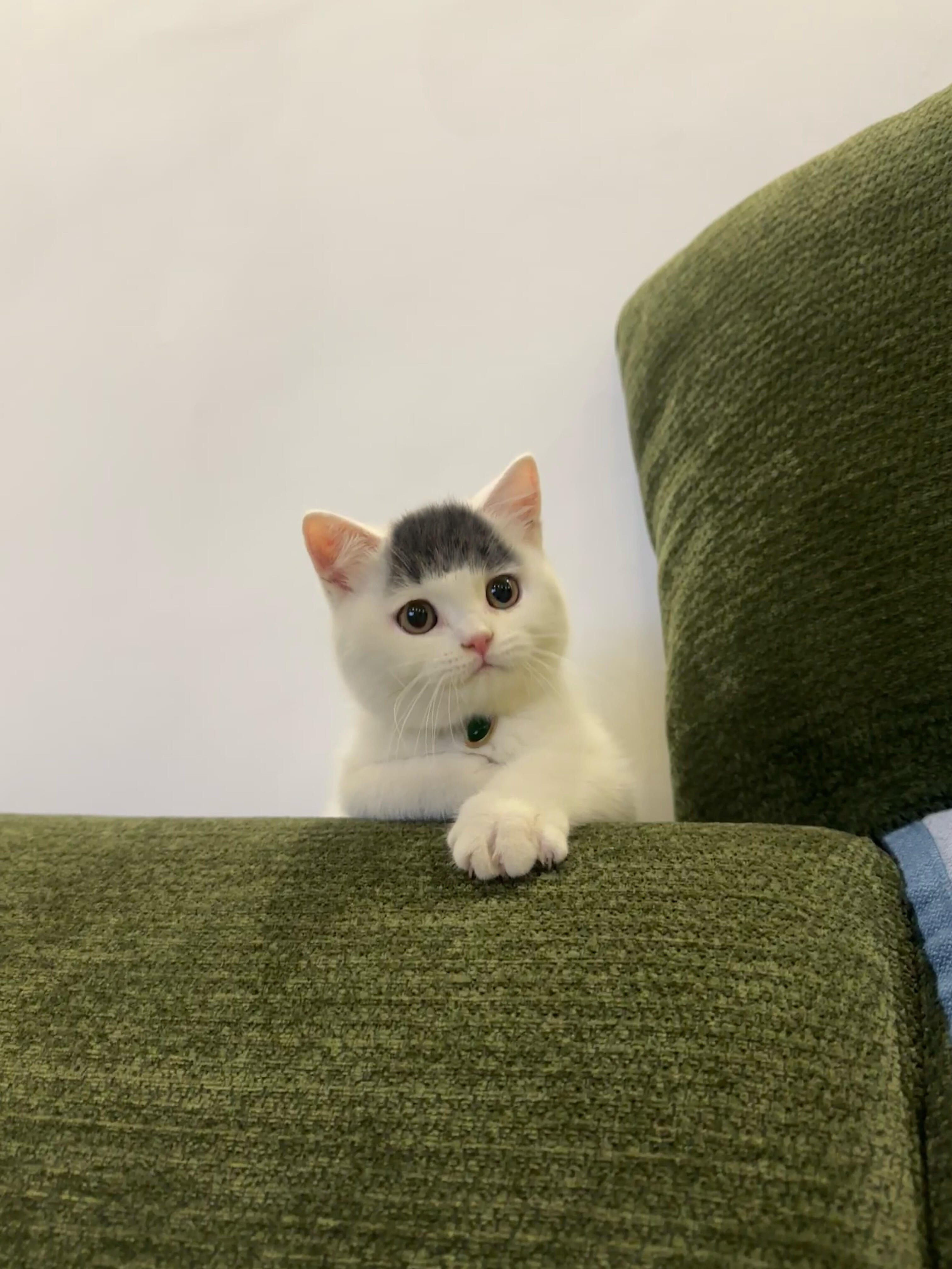 咪的发型很曼妙 