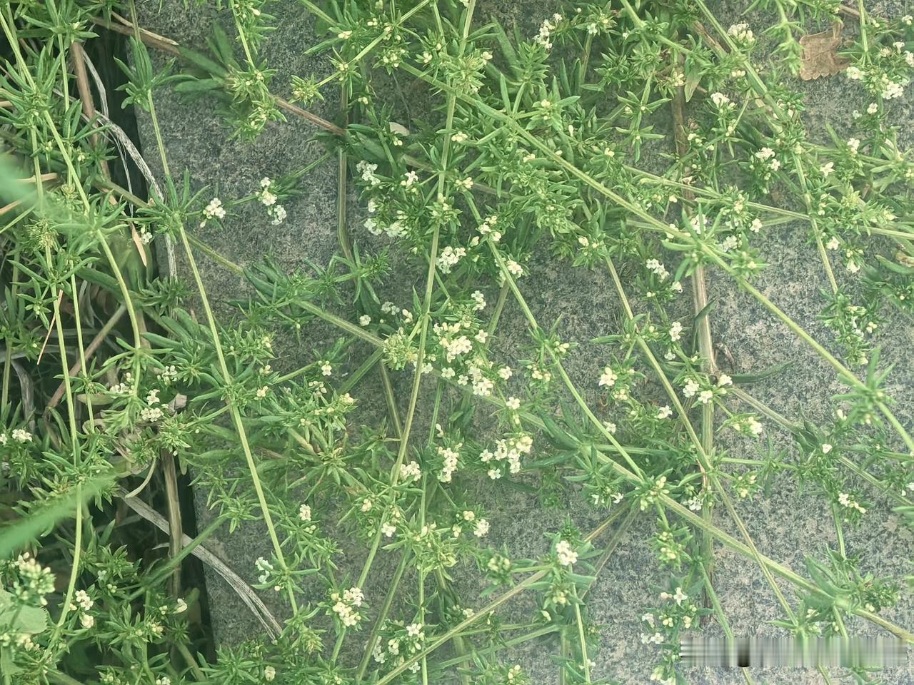 ❤️人生要学会与自己和解，两分看淡，三分释怀，五分爱自己。人生要善待自己，不生气