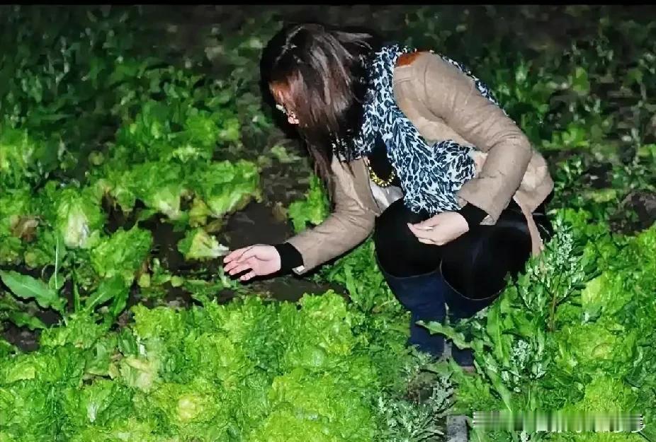 如果都来这里“偷青”确实够主人受的，毕竟是个人私有菜地，可能还承担着养家的任务，