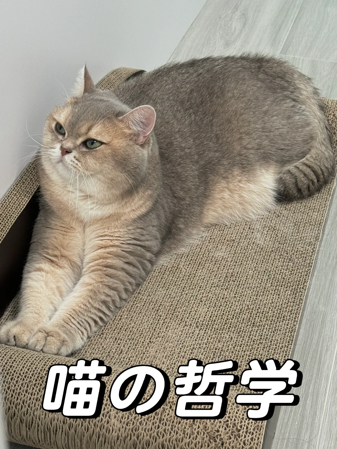 (￣へ￣)