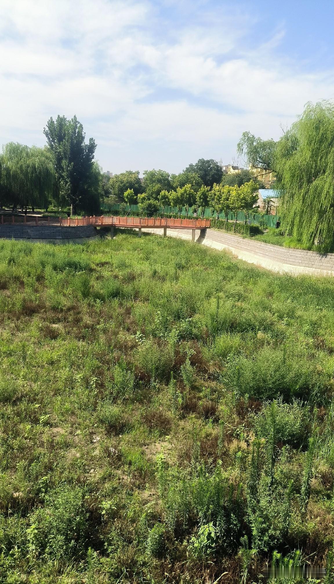 保定东关公园春雨桥无水长蒿草，这样真的不好吗？

逛东关公园，发现春雨桥两侧长满