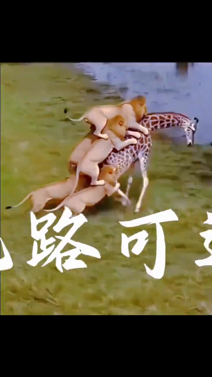 既然无路可退，就做傀儡。下场太过狼狈，大步往前走，绝不后悔。