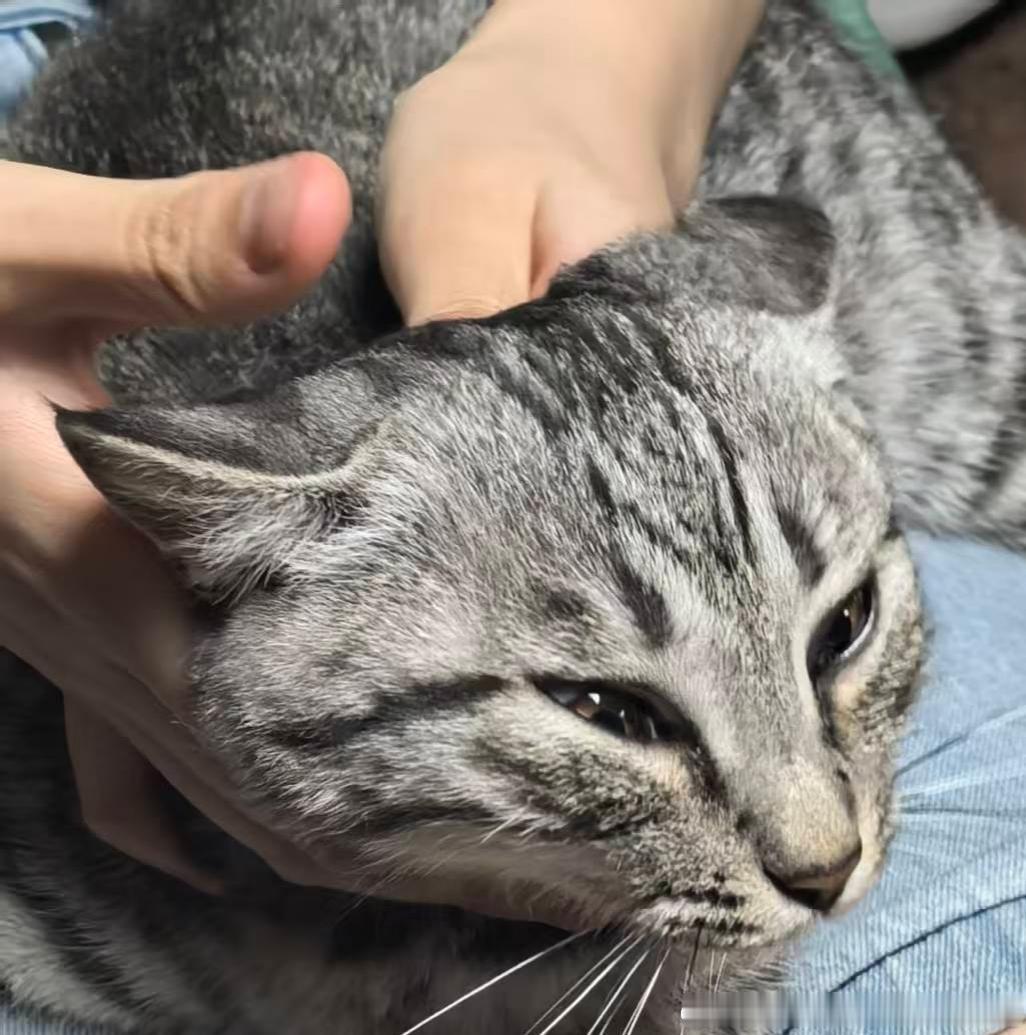 49433【丑猫】老鼠 