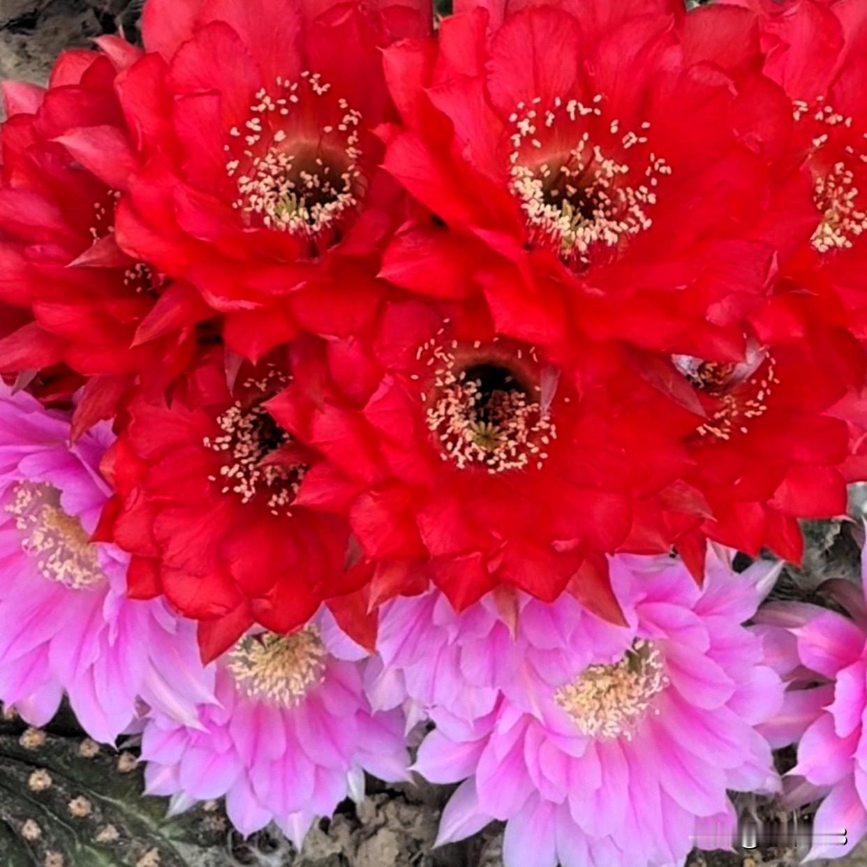 仙人球开花让人眼前一亮，真的太美了，院子里种几盆，真的充满了惊喜。
图1是彩草仙