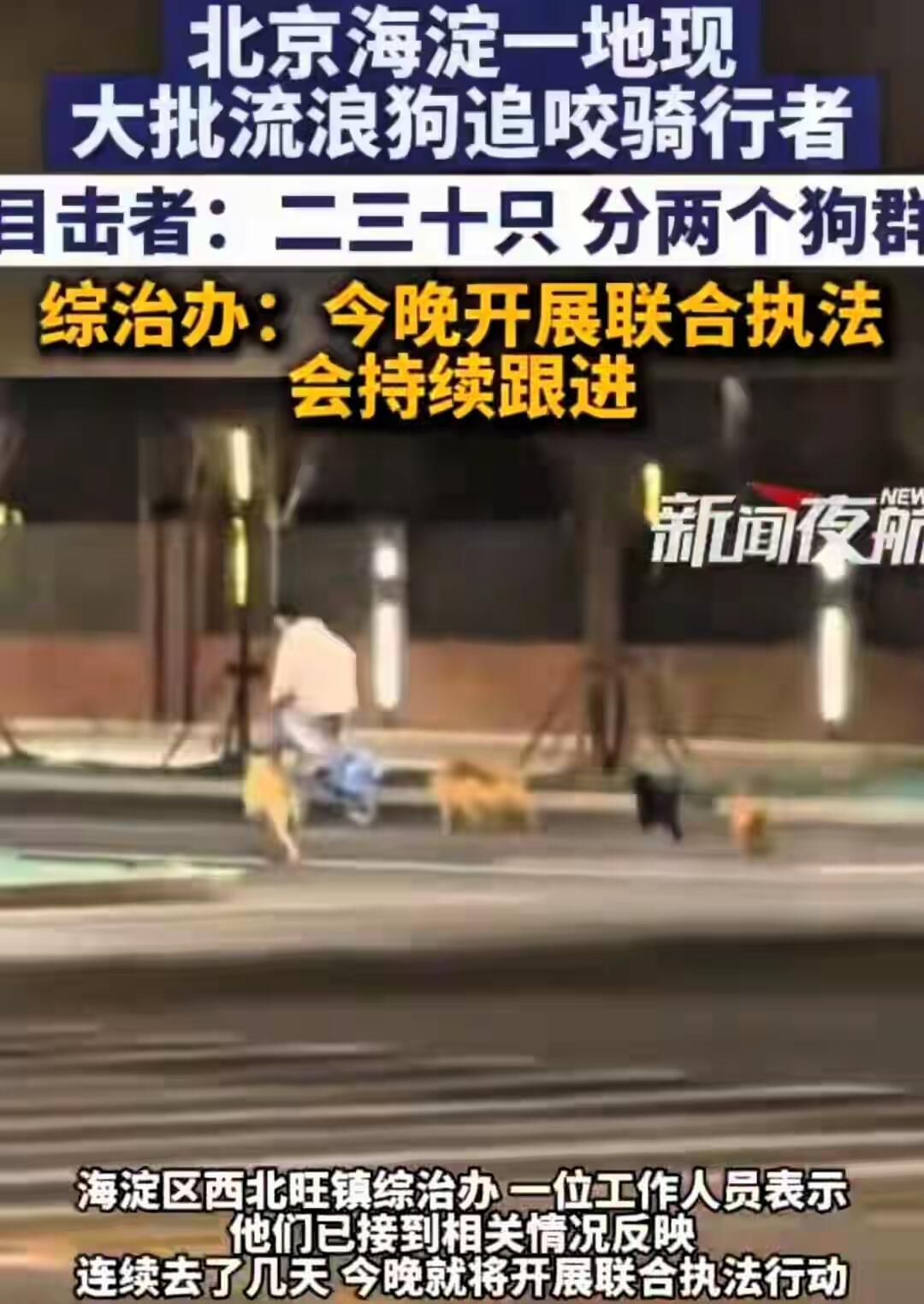 北京一个刚建好不久的小区，最近被一群流浪狗闹得够呛。事情闹大，是因为一段视频。