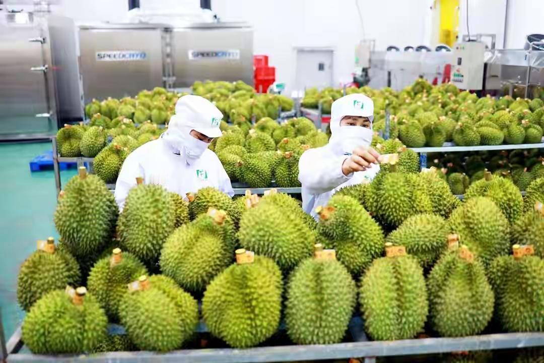 越南榴莲造假闯下大祸，副总理赶到南宁，请中国再给他们一次机会！消息一出全网哗然。
