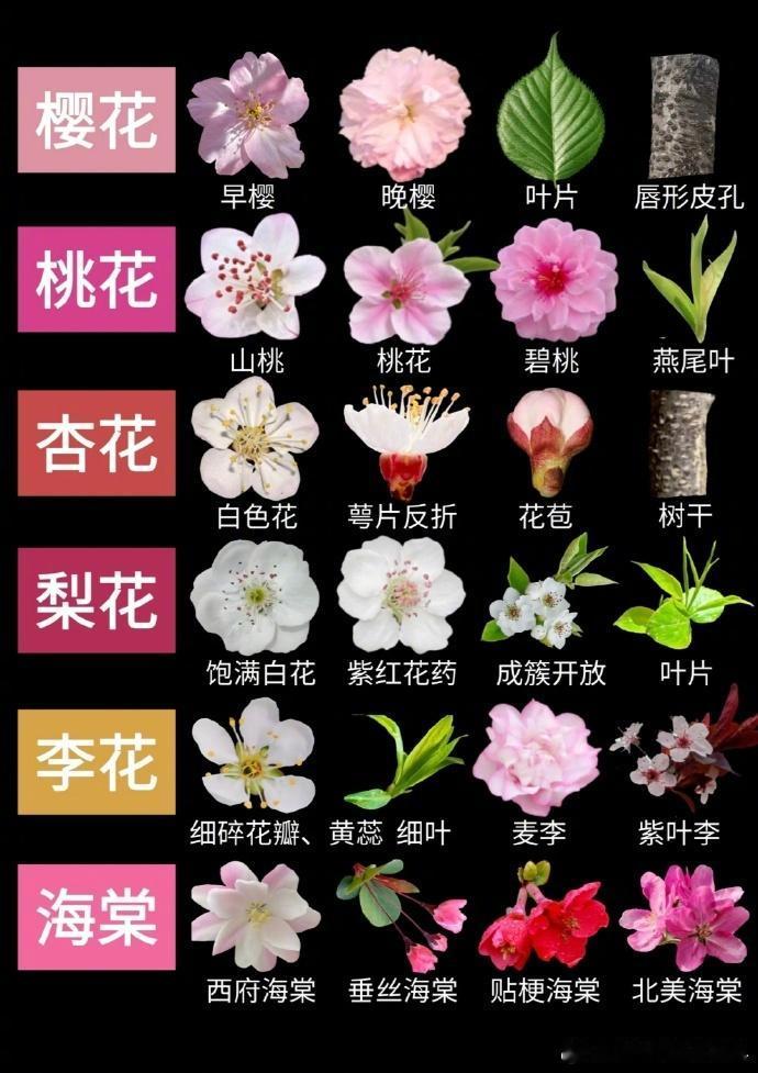 “  樱、梅、杏、李、桃、梨、海棠，识别方法 …  ” ​​​