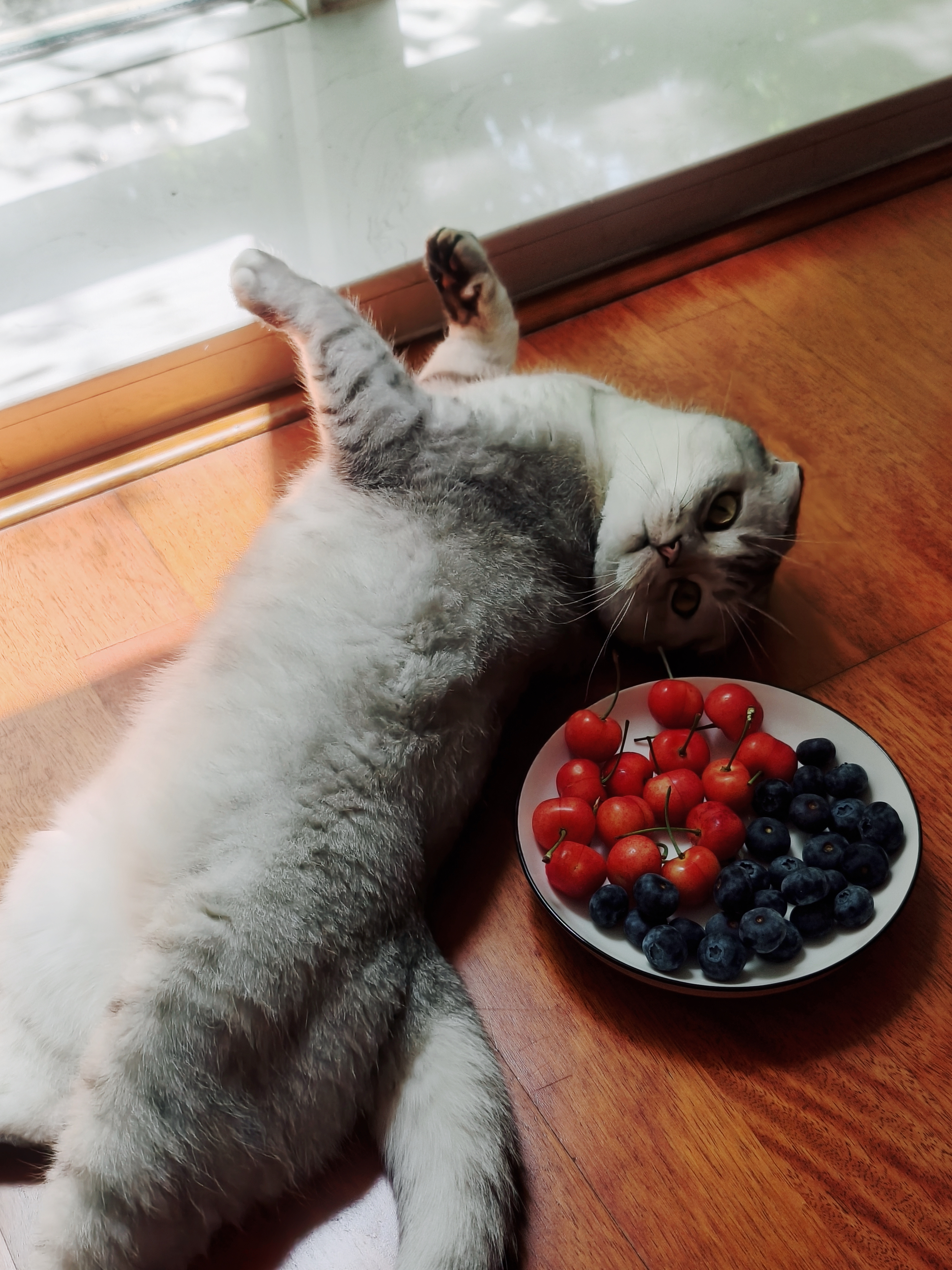 夏天是猫、樱桃和蓝莓的滋味 