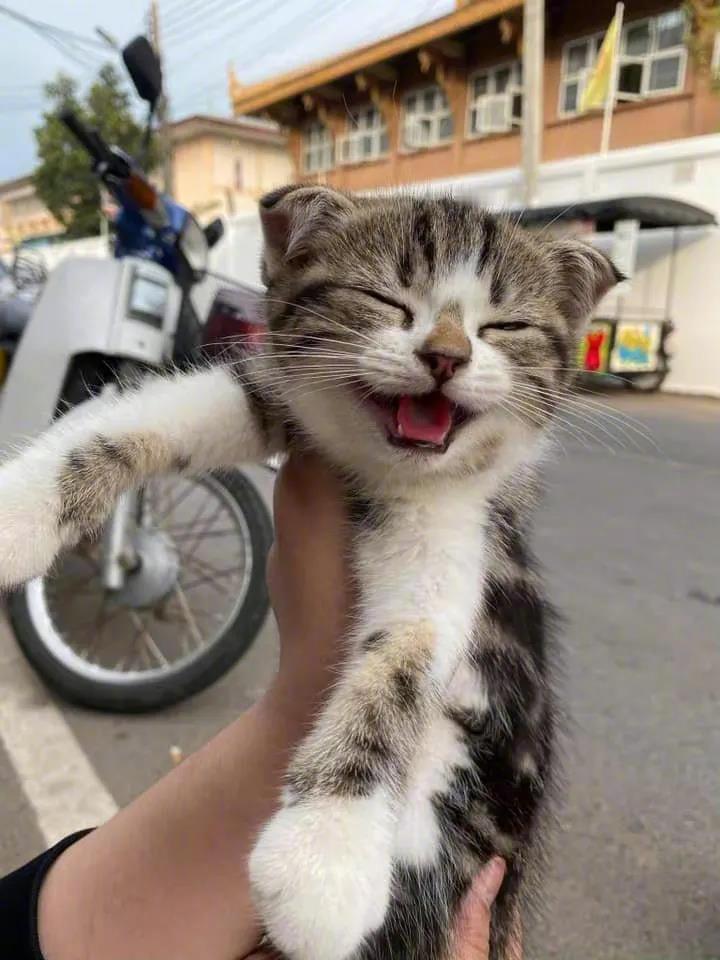 好开心的猫咪！