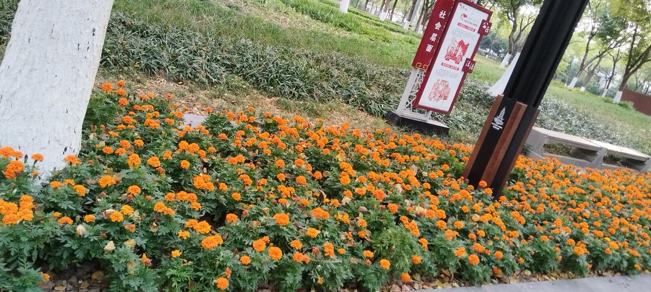 #随手拍城市路边菊花#
