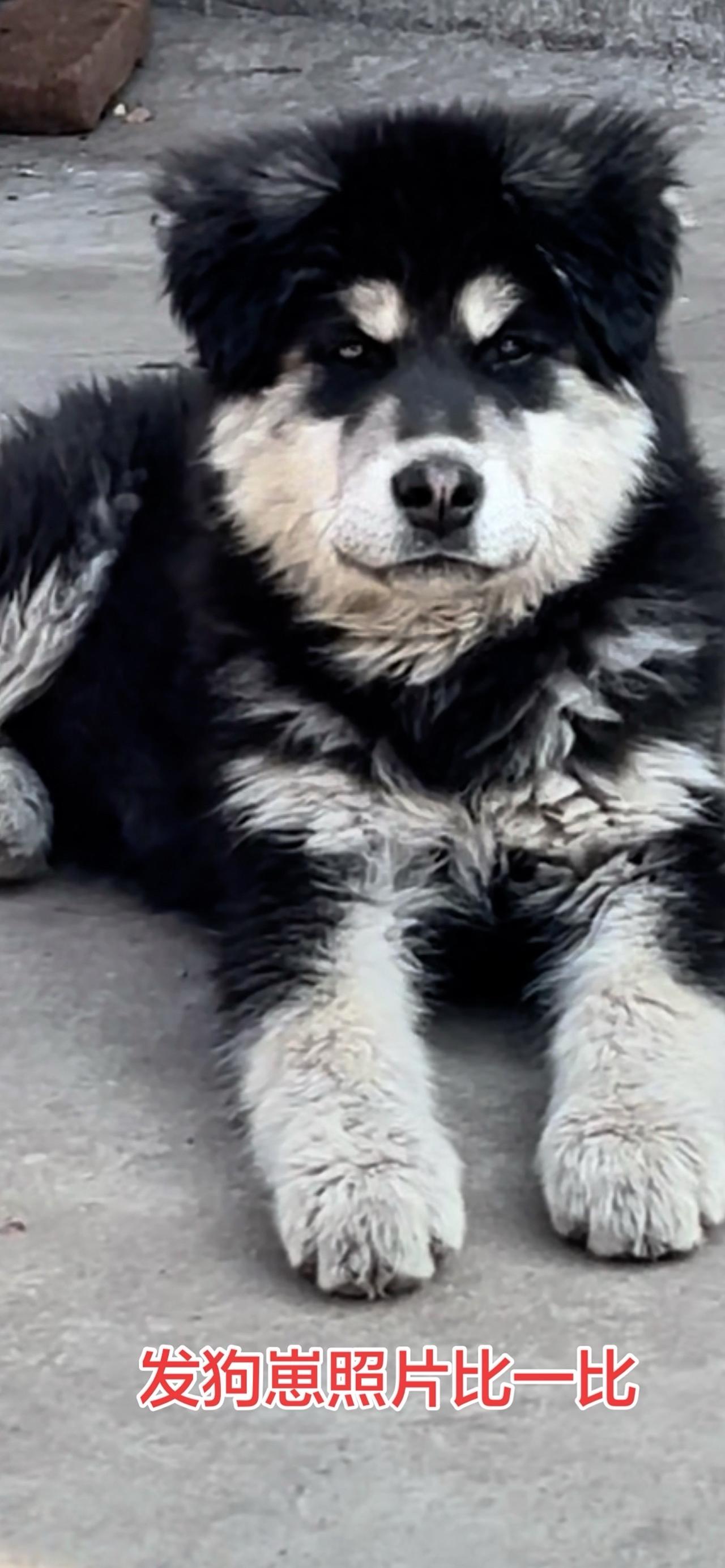 养太行犬的这么多，这个号称顶级那个天花板，我怎么没看出来那些顶级和天花板好在哪？