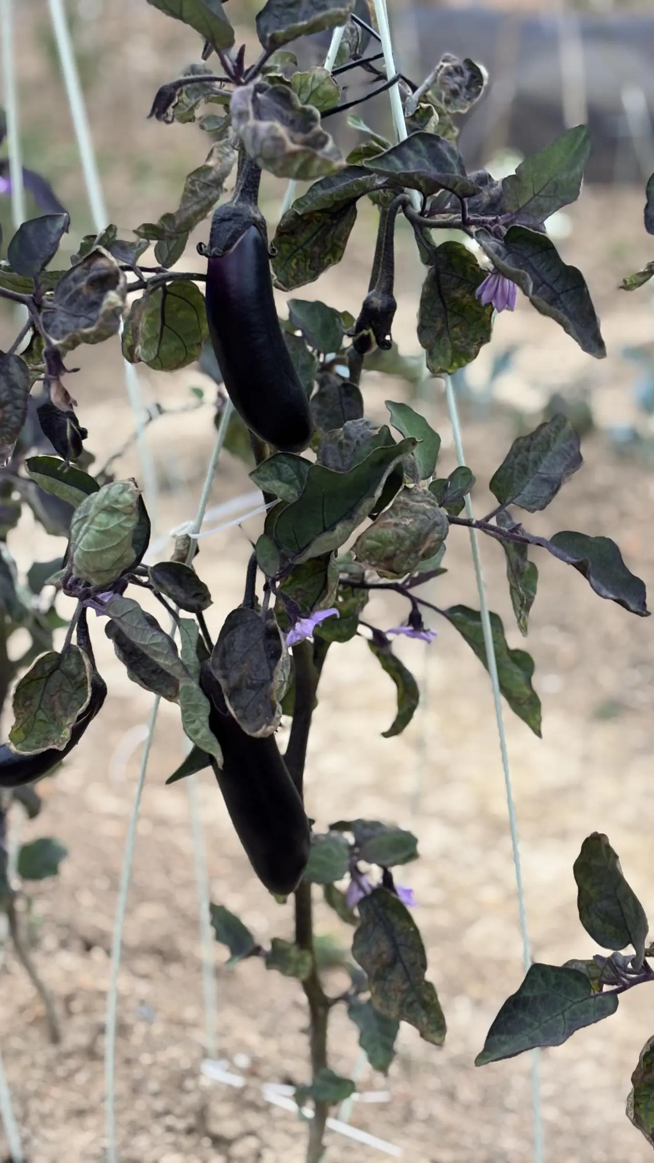 涨知识了，原来老苗反青是可以留的[嘿哈][嘿哈]，差点被邻居给误导了，害的我把它