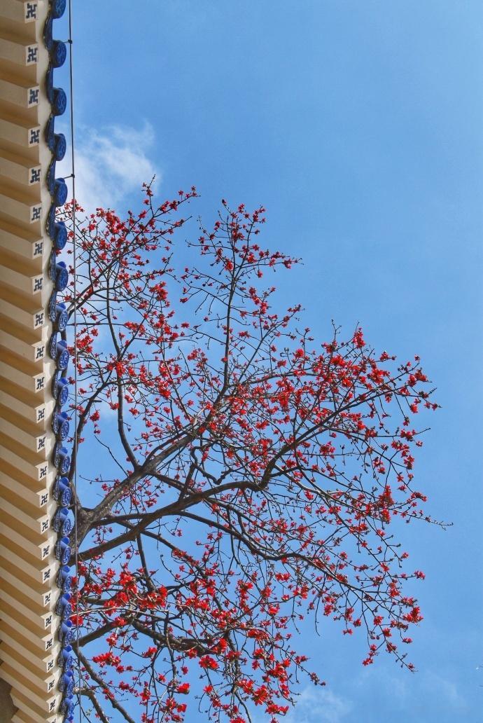 广州有木棉花的春天[心]（来源：STORY_IMAGE） ​​​