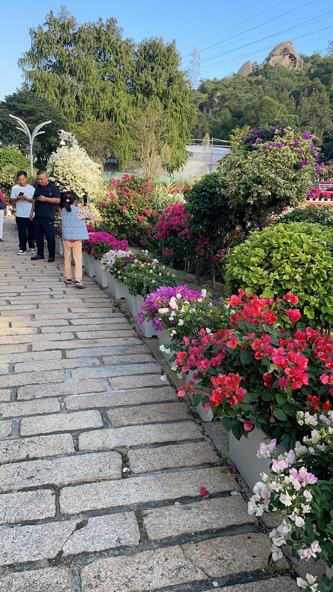 分享我这周有趣的事：这周去逛植物园，看三角梅了，很开心，因为天气刚刚好