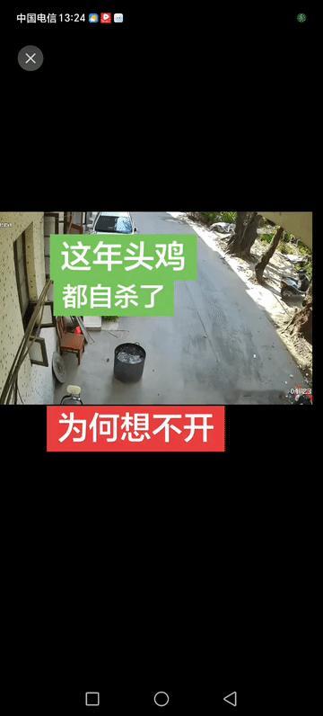 这只自杀的母鸡不是蠢，而是在找窝下蛋。
刚好碰到，八月十五节后个别，还在拜烧纸钱
