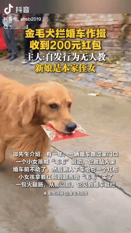 河南长恒，一对夫妇结婚，当地村民扶老携幼都赶来看热闹，没想到的是，在婚礼现场金毛