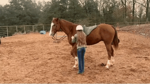 这马也太有灵性了吧！